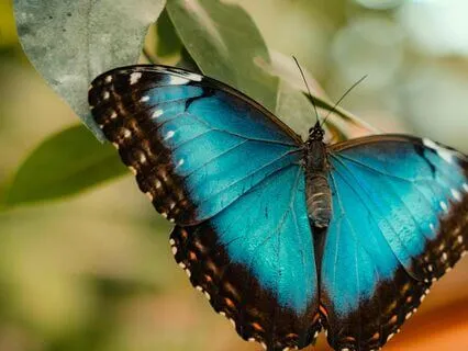 Chrysalis | The Calm Sleep Lofi Beat Collection