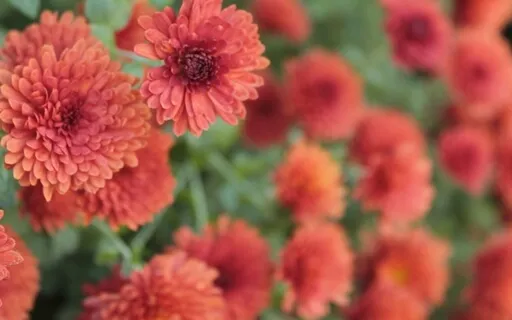 Chrysanthemum