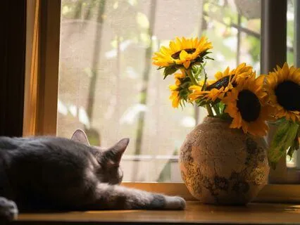 Cicadas Are Singing And I'm Ok