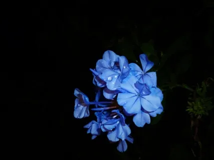 Cinderella In The Park: Guided Meditation & Sleep Story