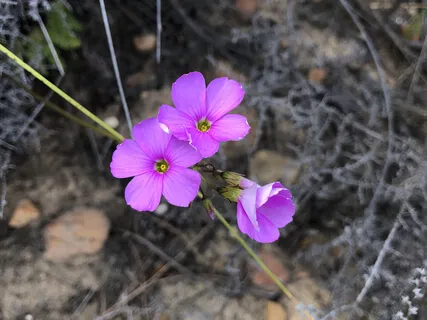 Circle Of Kindness (Part 5)