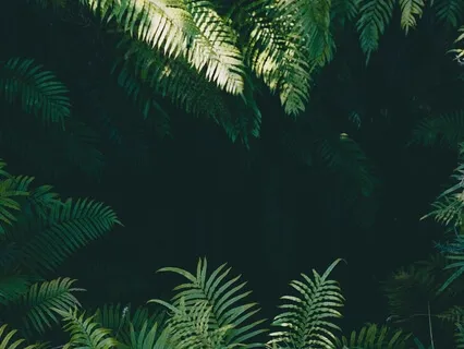 Claraty - Deep Jungle