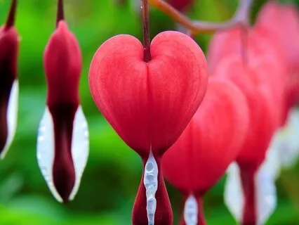 Clarity From The Garden Of Your Heart