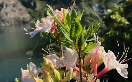 Clarity In Commitment Meditation