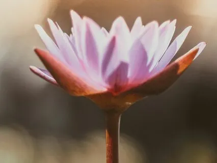 Clareza sobre Qual o Meu Propósito de Vida