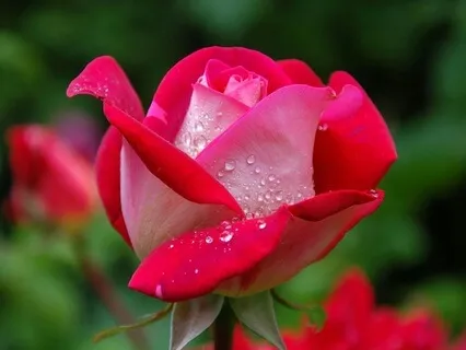 Clarity On A Windy Walk - June 04