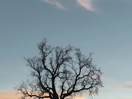 Classic Mindfulness Practice