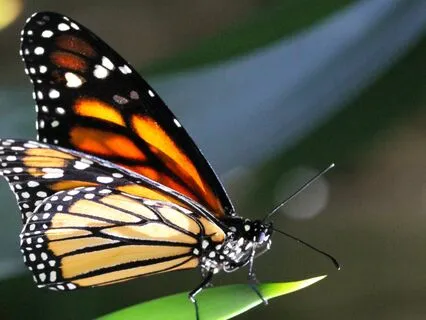 Classic Yoga Nidra Guided Meditation For Calm