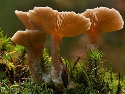 Classical Calm: Hay, Cedar & Mushroom