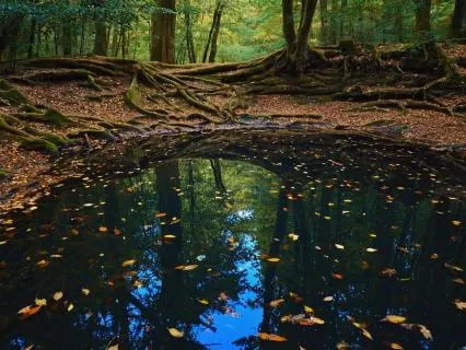 Classical Relaxation Reflection Of The Lake