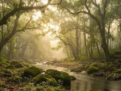 Classical Relaxation The Fall Harvest