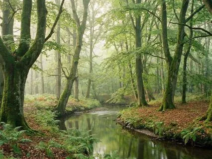 Classical Relaxation Winter Forest