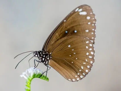 Clean Clear Home Space Of Self - Feminine