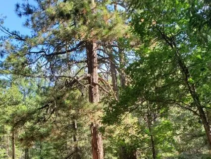 Cleanse And Refresh-Guided Relaxation And Visualization