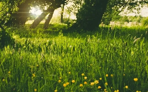 Cleanse Negative Vibes 999Hz