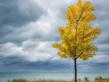 Cleanse, Restore, & Align Chakras With Unconditional Love