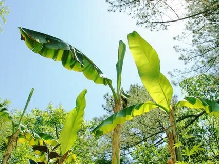 Cleanse Your Aura With Power Of Nature's Healing Frequencies