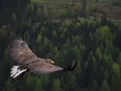 Cleanse Your Auric Field 528Hz