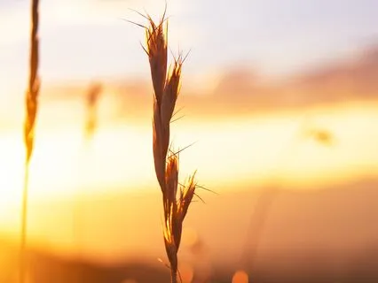 Cleanse Your Energy With A Golden Ray Net