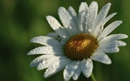 Cleansing & Calming Chimes Sound Healing