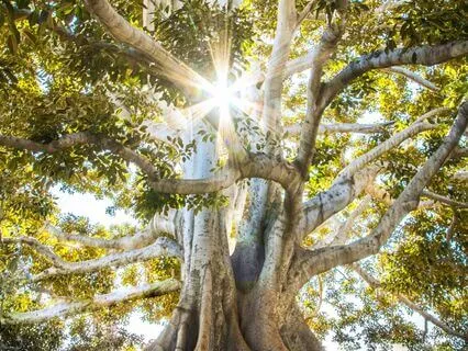 Cleansing Breath Of Golden Light