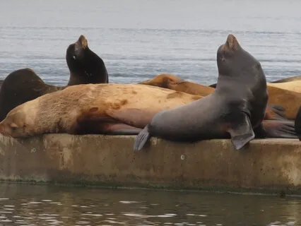 Cleansing Breathing Meditation for Morning Bliss + Talk