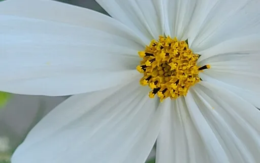 Cleansing, Clearing, Protecting