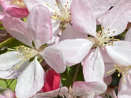 Cleansing Golden Mesh