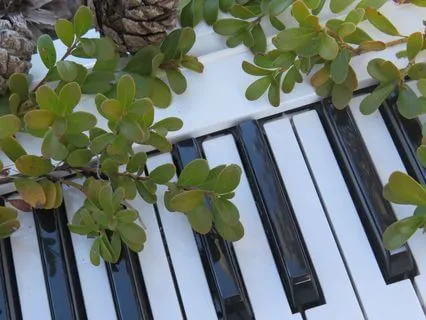 Emotional Detox (Piano Frequency In 741Hz)