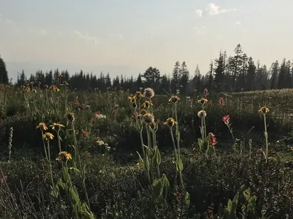 Cleansing Sound Meditation With Mountain Stream & Crystal Bowls