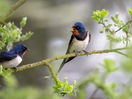 741 Hz | 2-Min Clear Communication Blockages