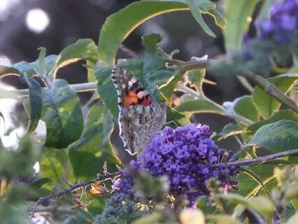 Clear, Ground, And Guard Your Energy