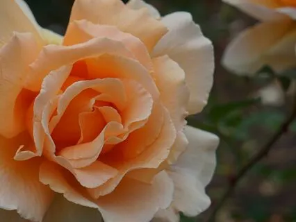 Clear Light Poem - Be Soft