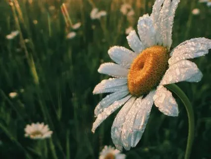 Clear Mind, Open Heart Morning Practice