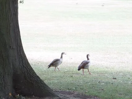 Clear Stagnation & Reinforce Energy Field (Reiki-Infused)