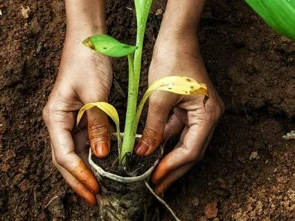 Clear The Ground, Find The Roots: A Garden Meditation