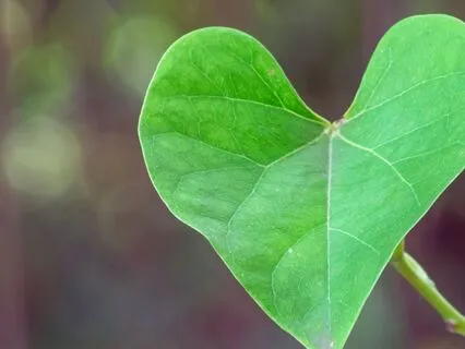 Clear The Mind, Open The Heart