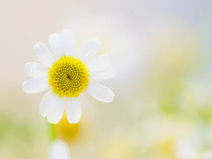 Clear Your Chakras + Raise Your Vibration