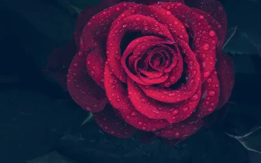 Clear Your Mind And Start Your Day With Positivity And Love 