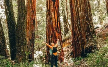 Clearing Away Blocks To Abundance In A Beautiful Forest
