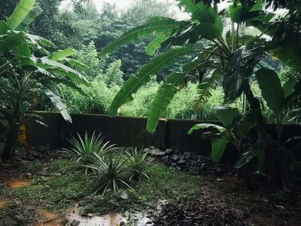 Clearing Brain Fog: 40Hz Acoustic Therapy (Tropical Rain)