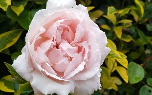 Clearing Fear And Anxiety With Angelic Support