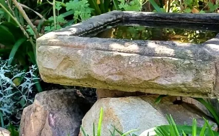 Clearing In The Collective For All Life