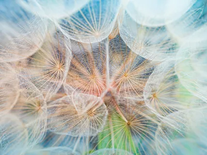 Clearing The Field Of Unrealized Manifestations