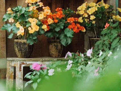 Clearing The Garden Of Life