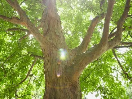 Clearing The Root Cause Of Self-Sabotage