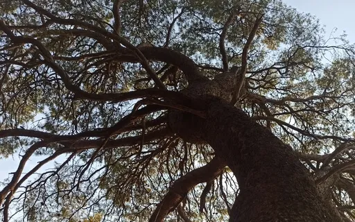 Clearing Your Energy Practice - Clearing Dance