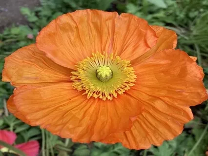 Clearing Your Heart With The Arrrrrr Sound