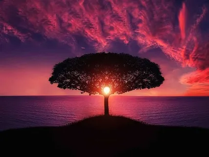 Climbing Up Wisdom Tree