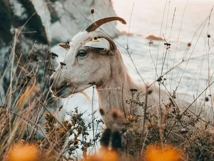 Climbing Your Inner Mountain: A Capricorn Season Meditation